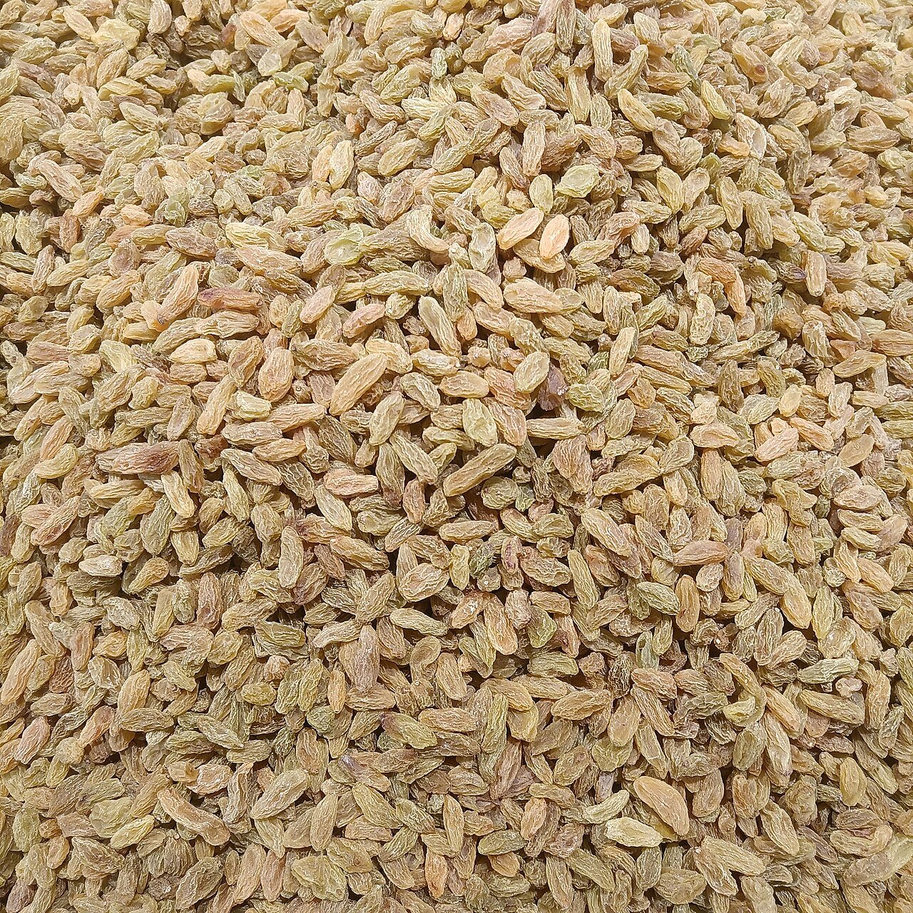 کشمش سبز دراز کاشمری — close-up
